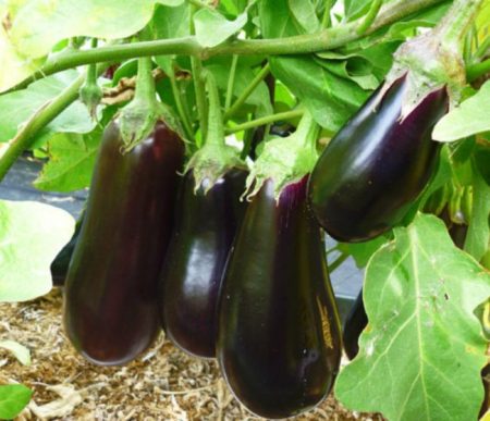 Eggplant 