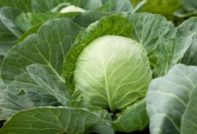 грижи за зелето