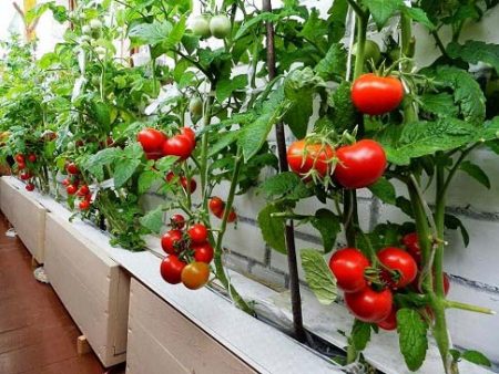 Tomato care in the greenhouse from planting to harvest