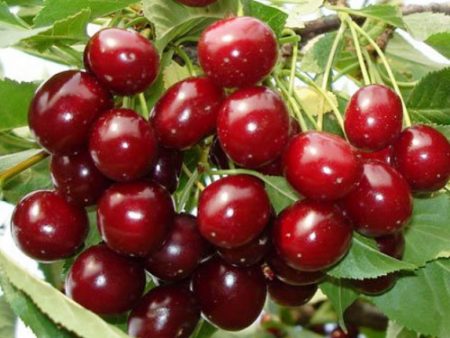 Saldžiosios vyšnios „Iput“: veislės aprašymas, nuotrauka