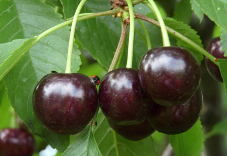 Vyšnia „Valerijus Chkalovas“: veislės aprašymas, apžvalgos