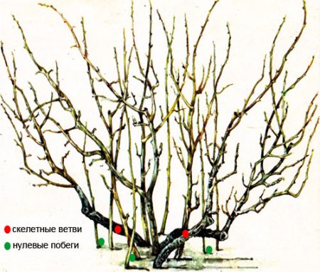kak-obrezať-smorodinu-posle-zboru-urozhaya
