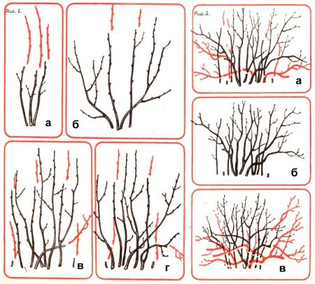 kak-obrezať-smorodinu-posle-urozhaya