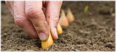 kogda-sazhat-Люк-шушулка-zimu