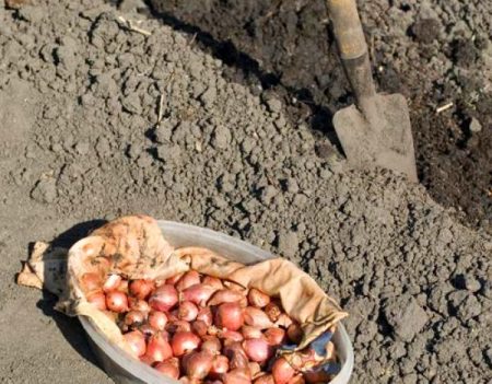 kogda-sazhat-Люк-шушулка-zimu-V-2016-godu