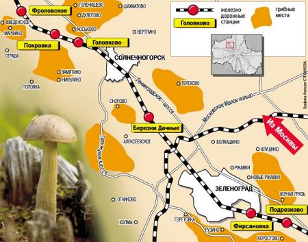 לאן ללכת עם פטריות באזור מוסקבה ברכב