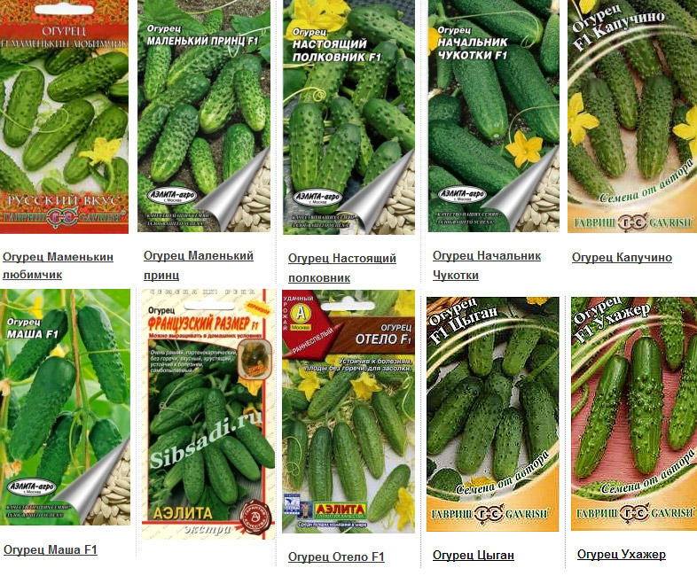 ogurcy-dlya-rostovskoi% cc% 86-oblasti-semena-luchshie