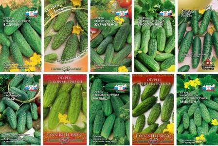 ogurcy-dlya-rostovskoi% cc% 86-oblasti-semena-sorta