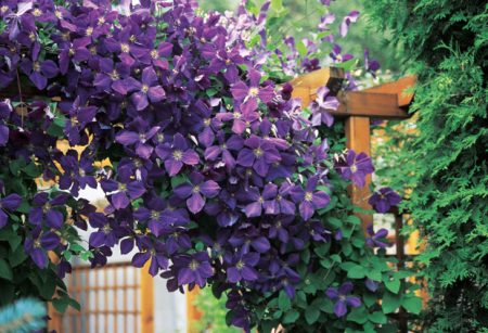 opory-для-klematisov