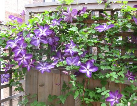 opory-для-klematisov-svoimi-rukami-Foto