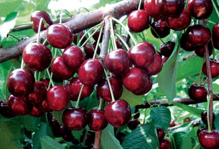 Saldžiosios vyšnios „Iput“: pažymio aprašymas, nuotraukos, apžvalgos