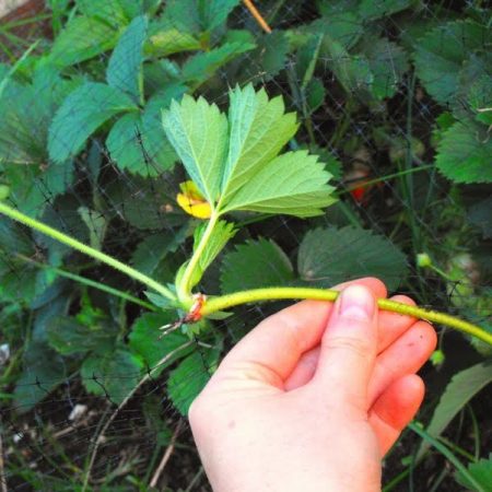 пов-podkormit-klubniku-posle-plodonosheniya