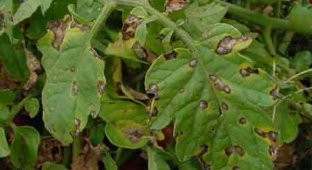 grape diseases