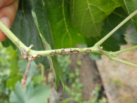 grape diseases description with photo treatment methods1