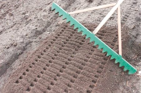 Hoe een bedje van knoflook klaar te maken voor het planten in de herfst