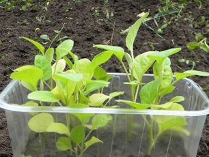 How to grow eggplant seedlings