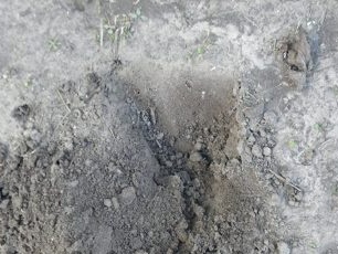 Prepare holes for strawberries in autumn