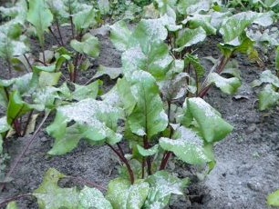 Viršutinis lapinių runkelių užpilas su pelenais