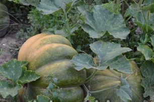 Оребрен дръжка, бодлив ствол, семена с кремав цвят