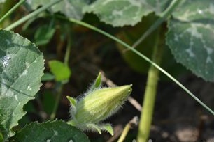 Отглеждане на тиква