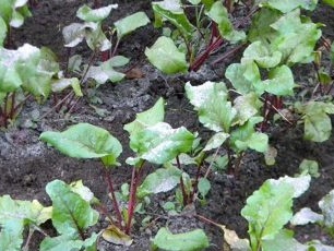 Kaip maitinti burokėlius pelenais?