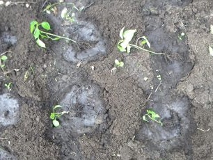 Rải cây giống ớt vào lỗ