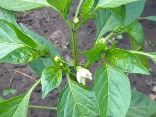 Как да поливаме разсад от пипер