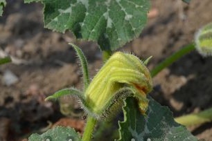 Реколта плевели близо до тиква