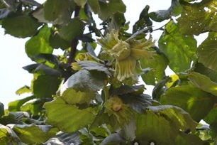 how to grow hazelnuts