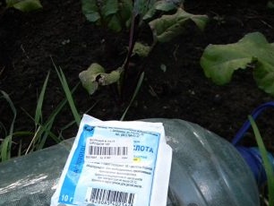 Burokėlių lovų šakniavaisiai su boro rūgštimi