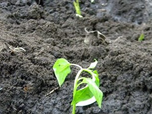 Cẩn thận tạo một lỗ ở trung tâm của mỗi lỗ, và đặt rễ của bụi cây tiêu vào mỗi lỗ như vậy.