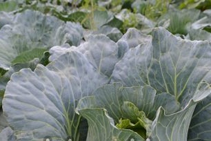 Зеле в градината