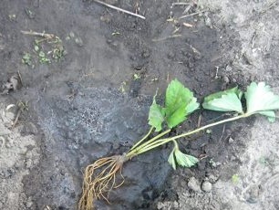 Dip the strawberry bush in the hole