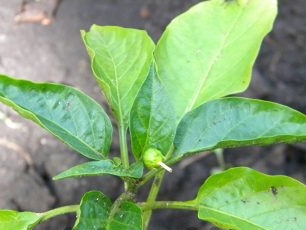 Хранене с органичен пипер