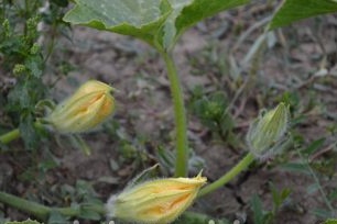 При отглеждане на тиква се нуждаят от хранене