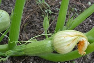 Образуване на Буш