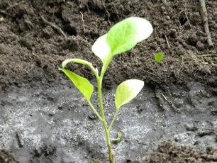 Wet the base of the bush