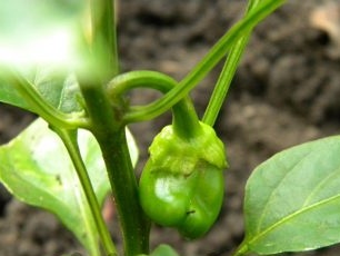 Премахване на стари листа върху пиперните храсти