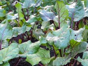 Burokėlių šaknų užpilas