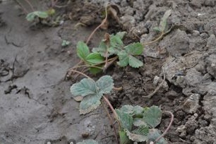 Chăm sóc dâu tây