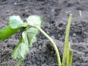 Planting strawberries in autumn
