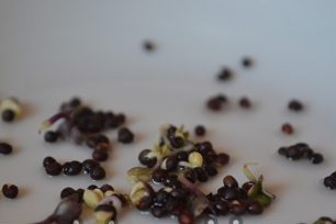 За да втвърдите семената, трябва да ги държите за един ден на студено място