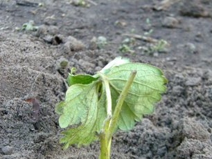 Autumn strawberry planting