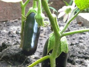 How to Speed ​​Up Eggplant Ripening