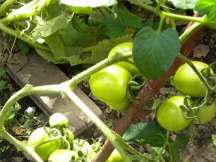 Tomato cultivation