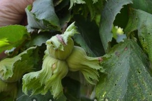 Harvesting Hazelnuts