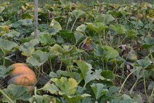 Твърда тиква