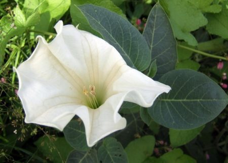 Снимка и описание на цветя Datura