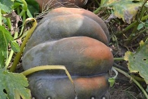 Отглеждане на тиква с твърда раса