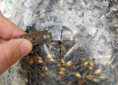 גידול פטריות צדפות בבית למתחילים